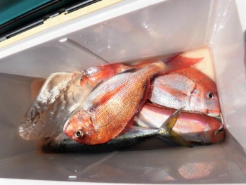 鯛紅丸 釣果