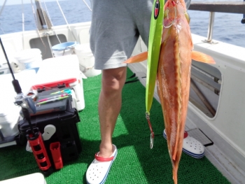 鯛紅丸 釣果