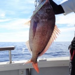 鯛紅丸 釣果