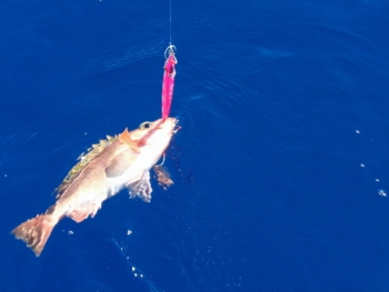 鯛紅丸 釣果