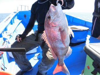 鯛紅丸 釣果