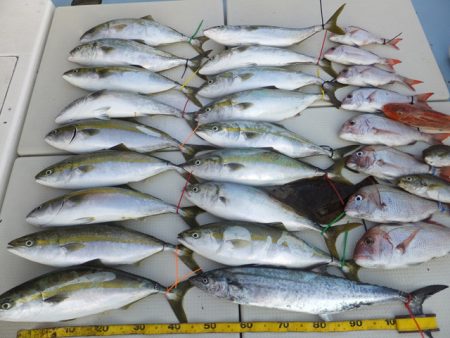 Hit Rush(ヒット ラッシュ） 釣果…