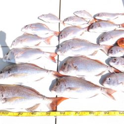 Hit Rush(ヒット ラッシュ) 釣果