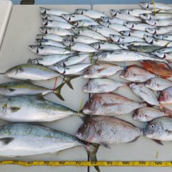 Hit Rush(ヒット ラッシュ） 釣果