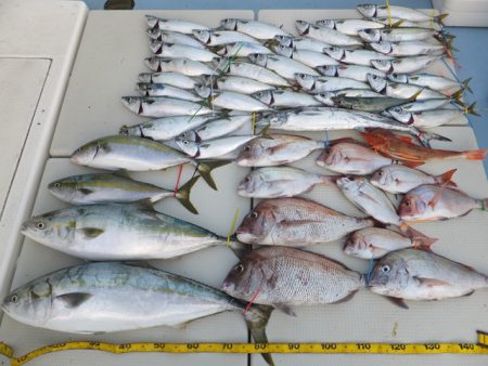 Hit Rush(ヒット ラッシュ） 釣果…