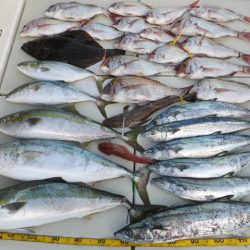 Hit Rush(ヒット ラッシュ) 釣果