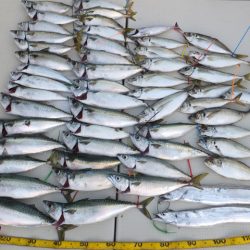 Hit Rush(ヒット ラッシュ) 釣果