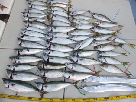 Hit Rush(ヒット ラッシュ) 釣果