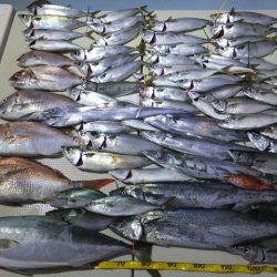 Hit Rush(ヒット ラッシュ） 釣果