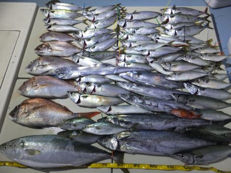 Hit Rush(ヒット ラッシュ） 釣果