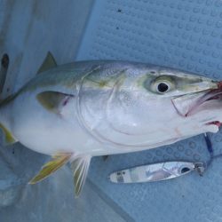 Hit Rush(ヒット ラッシュ) 釣果