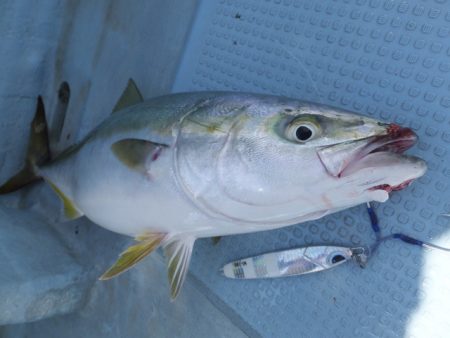 Hit Rush(ヒット ラッシュ) 釣果