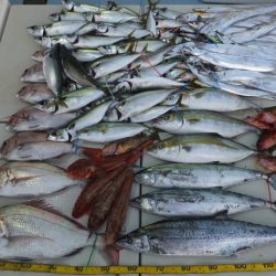 Hit Rush(ヒット ラッシュ) 釣果