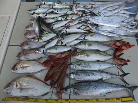 Hit Rush(ヒット ラッシュ） 釣果…