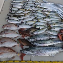 Hit Rush(ヒット ラッシュ） 釣果