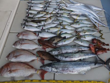 Hit Rush(ヒット ラッシュ） 釣果…