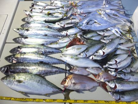 Hit Rush(ヒット ラッシュ） 釣果…