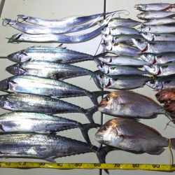 Hit Rush(ヒット ラッシュ) 釣果