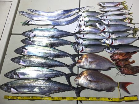 Hit Rush(ヒット ラッシュ） 釣果…