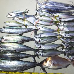 Hit Rush(ヒット ラッシュ) 釣果