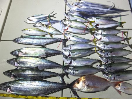 Hit Rush(ヒット ラッシュ） 釣果…