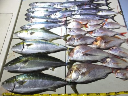 Hit Rush(ヒット ラッシュ) 釣果