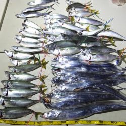 Hit Rush(ヒット ラッシュ) 釣果