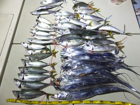 Hit Rush(ヒット ラッシュ) 釣果