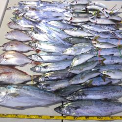 Hit Rush(ヒット ラッシュ) 釣果