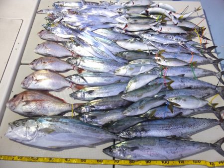 Hit Rush(ヒット ラッシュ） 釣果…