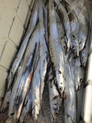 釣船 浦島太郎 釣果