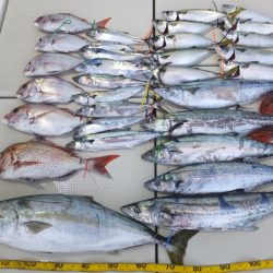 Hit Rush(ヒット ラッシュ) 釣果