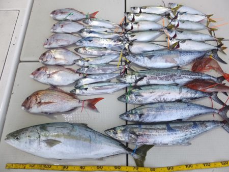 Hit Rush(ヒット ラッシュ） 釣果…