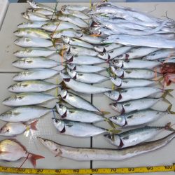 Hit Rush(ヒット ラッシュ) 釣果