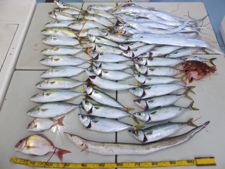 Hit Rush(ヒット ラッシュ） 釣果…