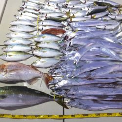 Hit Rush(ヒット ラッシュ） 釣果