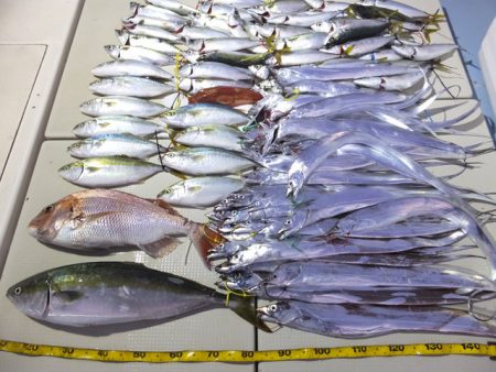 Hit Rush(ヒット ラッシュ） 釣果…