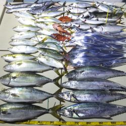 Hit Rush(ヒット ラッシュ） 釣果