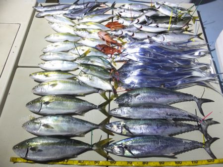 Hit Rush(ヒット ラッシュ） 釣果…