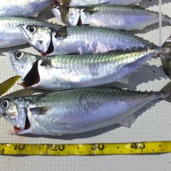 Hit Rush(ヒット ラッシュ) 釣果