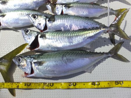 Hit Rush(ヒット ラッシュ） 釣果…