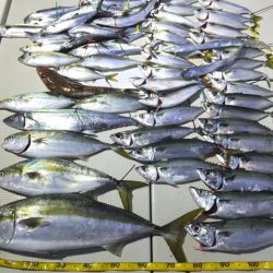 Hit Rush(ヒット ラッシュ) 釣果