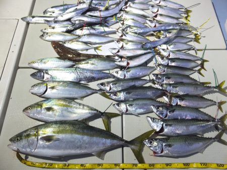 Hit Rush(ヒット ラッシュ) 釣果