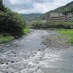 狩野川(狩野川漁業協同組合) 釣果