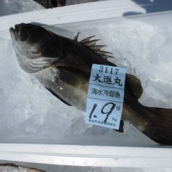 大進丸(新潟) 釣果