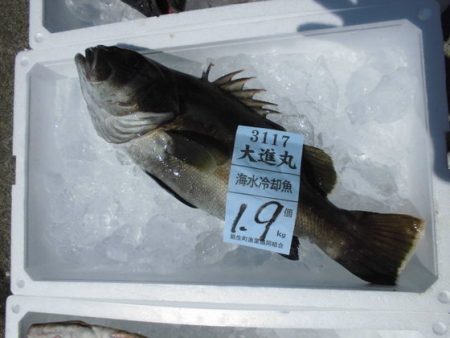 大進丸(新潟) 釣果