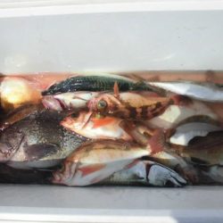 大進丸(新潟) 釣果