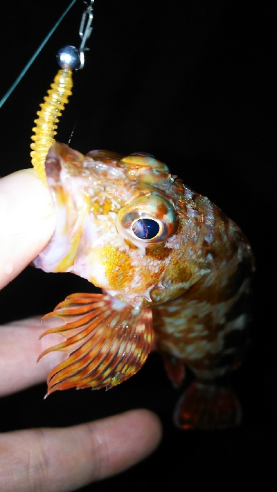 プチ遠征してアジ探し。