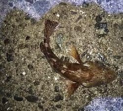 ガシラばっかり（笑