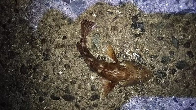 ガシラばっかり（笑